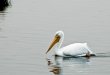 Bolsa Chica - White Pelicans