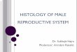 histology of male reproductive system