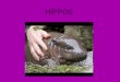 Hippos (Iraitz)