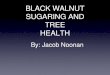 Black walnut sugaring and tree health