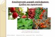 Εναλλακτικές μορφές καλλιέργειας: σχέδια και προοπτικές