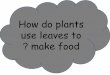 Plants use leaves to make food