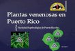 Plantas venenosas  - Soc Espeleologica