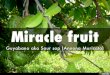Miracle fruit