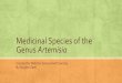 Medicinal Species of the Genus Artemisia