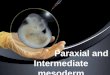 Paraxial and intermediate mesoderm