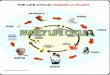Family life cycle ppt( Prepared by sanjog Macwan)