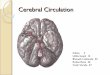 Cerebral Circulation New
