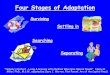 Four stages of adaptation ptet