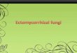 Ectomycorrhizal fungi