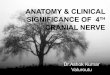 4th cranial nerve