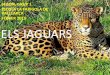 Els jaguars 1