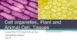 Cell organelles, plant and animal cell,