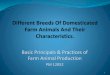 Different Breeds Of Domesticated Farm Animals And Their Characteristics