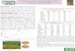 Slow Rusting Resistance in 20 Egyptian Wheat Cultivars to Yellow Rust in Sakha, Egypt
