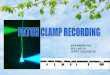 Patch clamp recording
