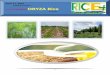 17th april,2015 daily exclusive oryza rice e newsletter by riceplus magazine