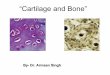 Cartilage & bones