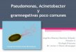 Pseudomonas, acinetobacter