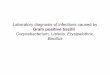 Corynebacterium listeria erysipelothrix_bacillus