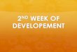 2nd week of intrauterine developement