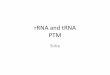 rRNA anr tRNA post transcriptional modifications