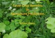 Cover Crops for Pest Management and Weed Suppression - Plumer