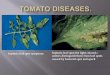 Tomato diseases