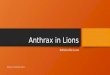 Anthrax in lions wip3