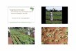Giller - N2Africa: Putting nitrogen fixation to work for smallholder farmers in Africa
