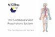 Cardiovascular  and Respiratory System