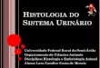 Histologia do-sistema-urinario