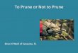 To Prune or Not to Prune by Brian O'Neill of Sarasota