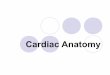Cardiac anatomy powerpoint modified