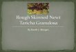 Rough Skinned Newt By Raeth Morgan