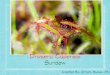 Carnivorous Plant | Sundew - Drosera Capensis Introduction
