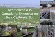 Alternativas A La GanaderíA Extensiva En Baja California
