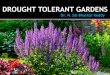 Drought Tolerant Gardens