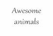 Awesome Animals