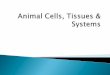 Animal systems ppt presentation