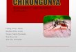Chikungunya Seminario