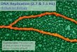 IB Biology 2.7 & 7.1 Slides: DNA Replication