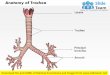 Anatomy of trachea medical images for power point