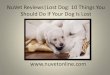 NuVet Reviews | Lost Dog: 10 Things You Should Do If Your Dog Is Lost