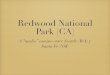 Presentación Redwood Nat'l Park