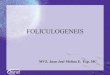 Clase udca 3 foliculogeneis