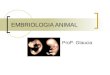 M2 de biologia embriologia animal
