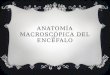 Anatomía macroscópica del encéfalo