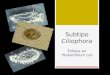 Ciliosphora y Balantidium coli