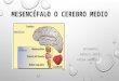 Mesencéfalo o cerebro medio
